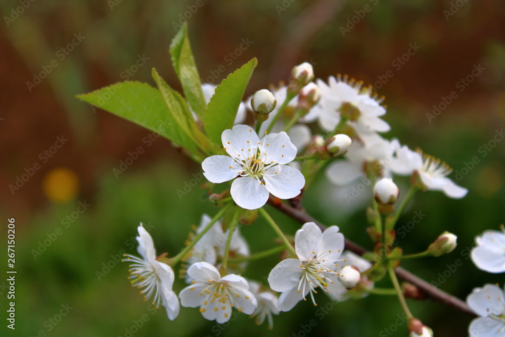 cherry blossom in the garden cherry blossom in the garden