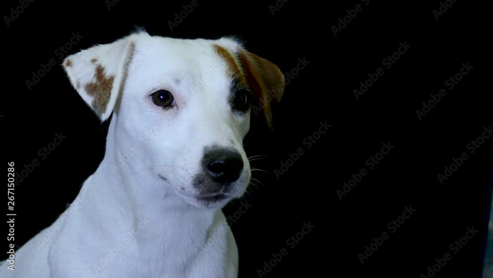 White puppy on black background White puppy on black background