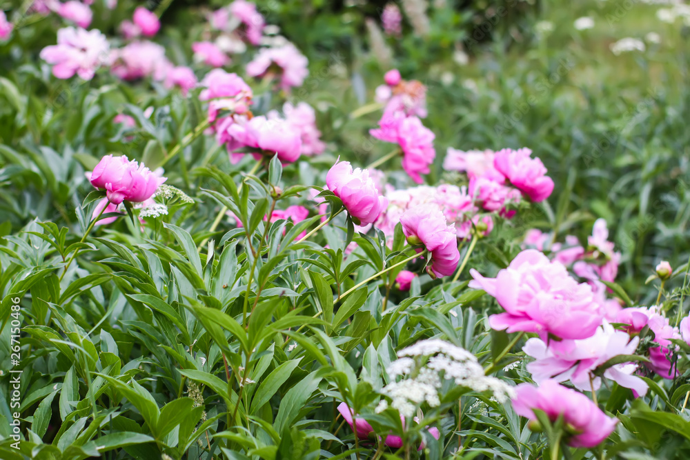 Beautiful spring peony flowers in the summer garden Beautiful spring peony flowers in the summer garden