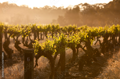 Spring Vineyards