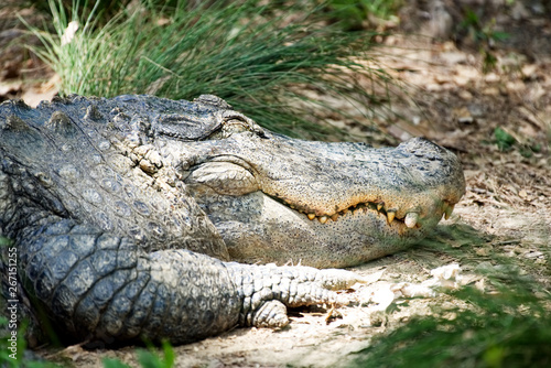 A large alligator resting.  