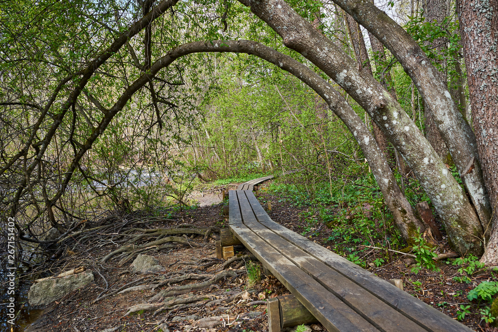 Duckboards and trees over path Duckboards and trees over path