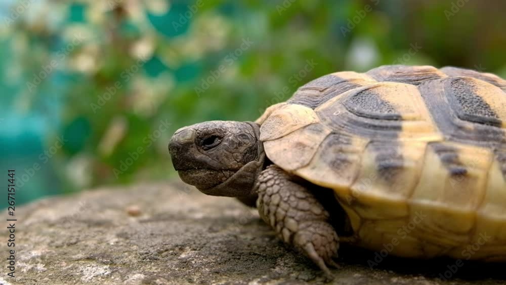 Reptile Turtle head motion close up while breathing, with eyes and shell details on blur nature background Reptile Turtle head motion close up while breathing, with eyes and shell details on blur nature background