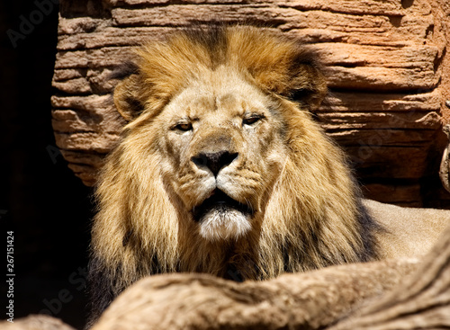 A large male lion looking at the camera.