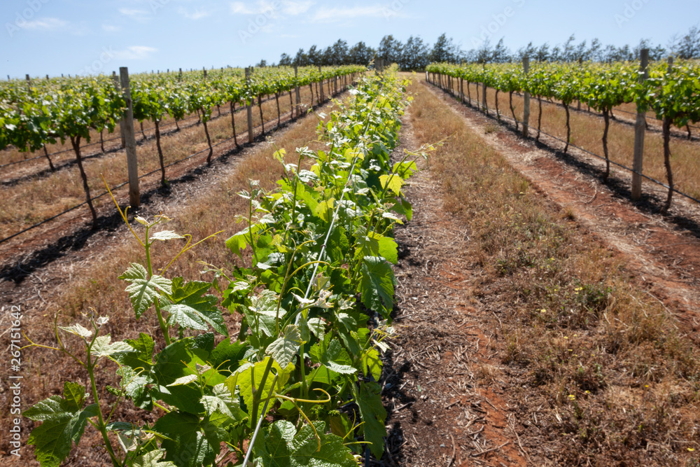 Spring Vineyards Spring Vineyards