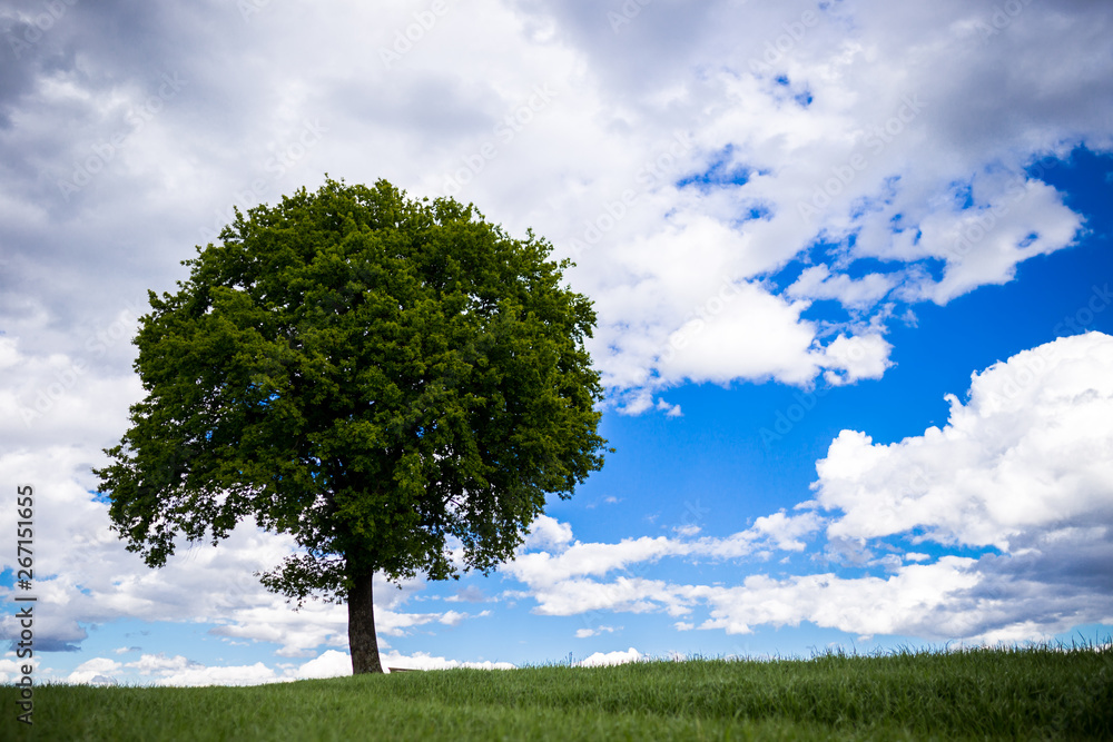 Obraz premium grüner Baum in Landschaft vor weißblauem Himmel