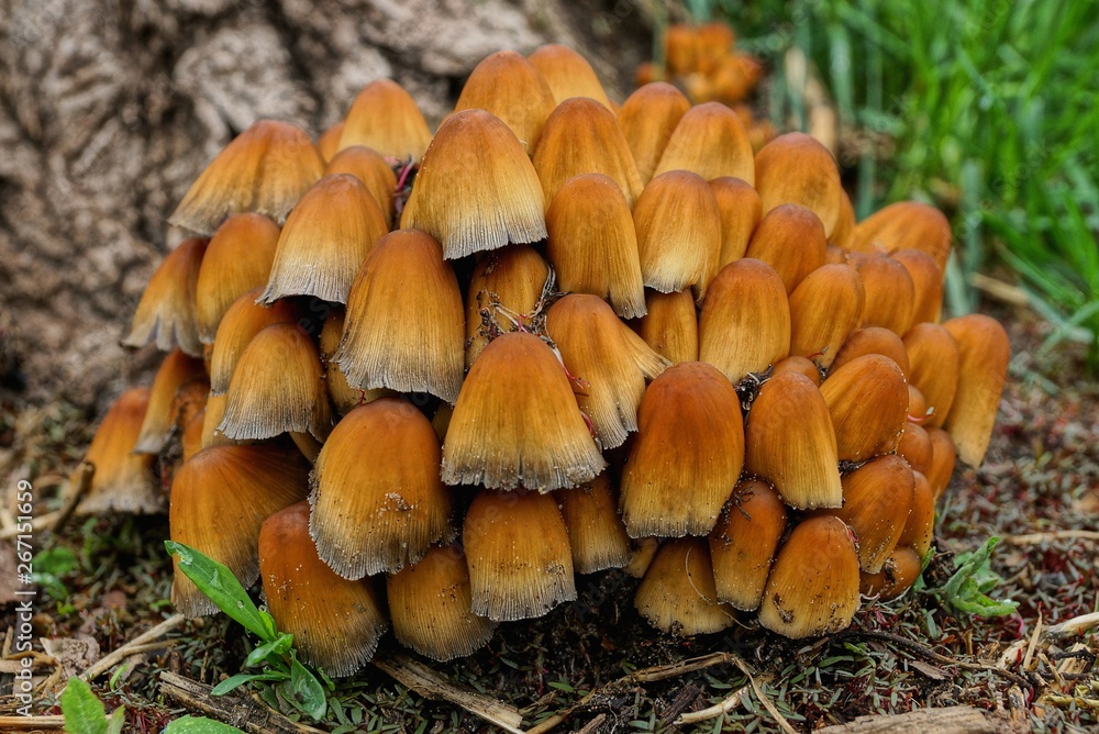 a lot of little brown mushroom toadstool in the woods a lot of little brown mushroom toadstool in the woods