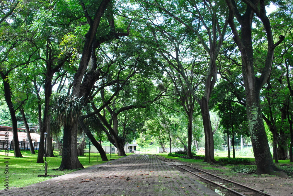 Green path to happiness. Santa Teresa Rum. Venezuela Green path to happiness. Santa Teresa Rum. Venezuela
