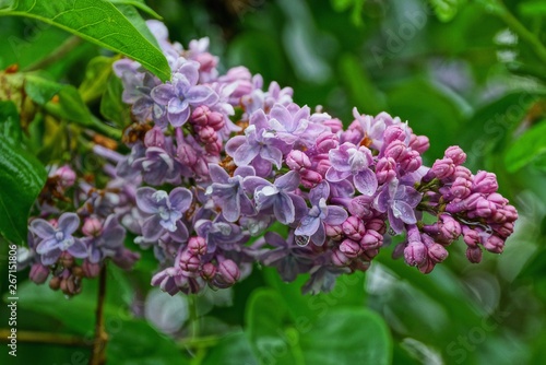 wet small flowers of lilac on a branch with green leaves in the park