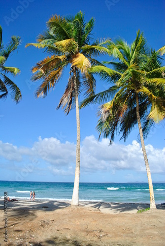 Fototapeta Naklejka Na Ścianę i Meble -  tropical beach with palm trees in Dominican Republic