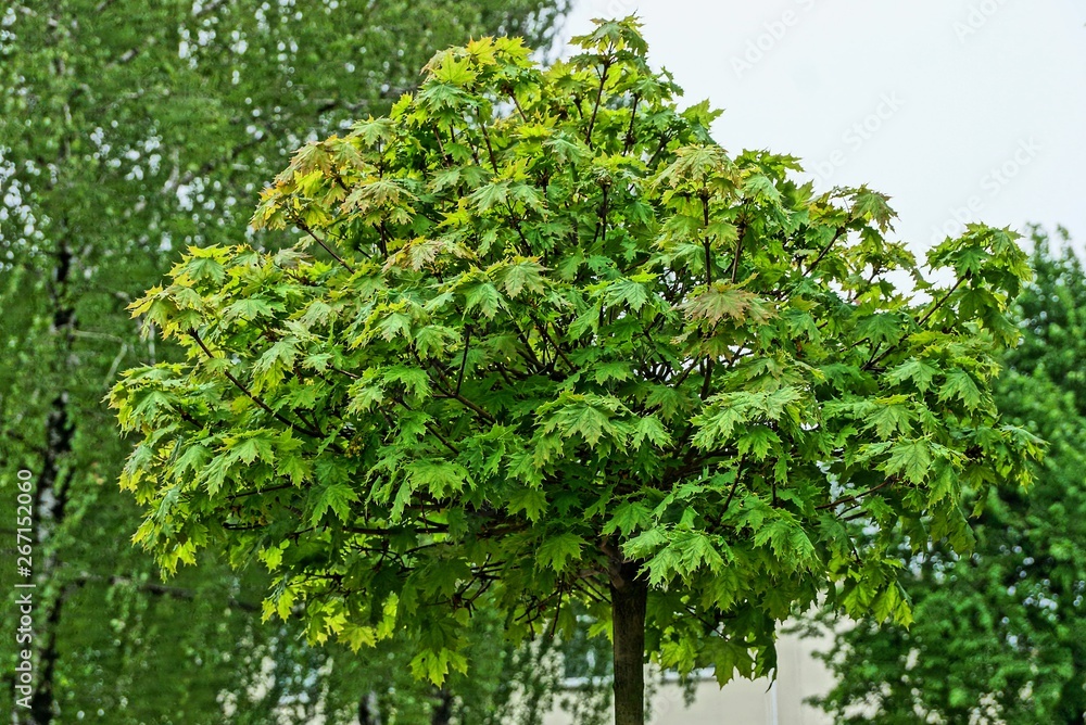 round crown of decorative maple tree with green leaves in the park round crown of decorative maple tree with green leaves in the park