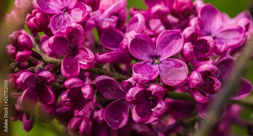 Detail of fresh purple lilac blossoming flowers  wet after the rain growing in the spring in a garden. 