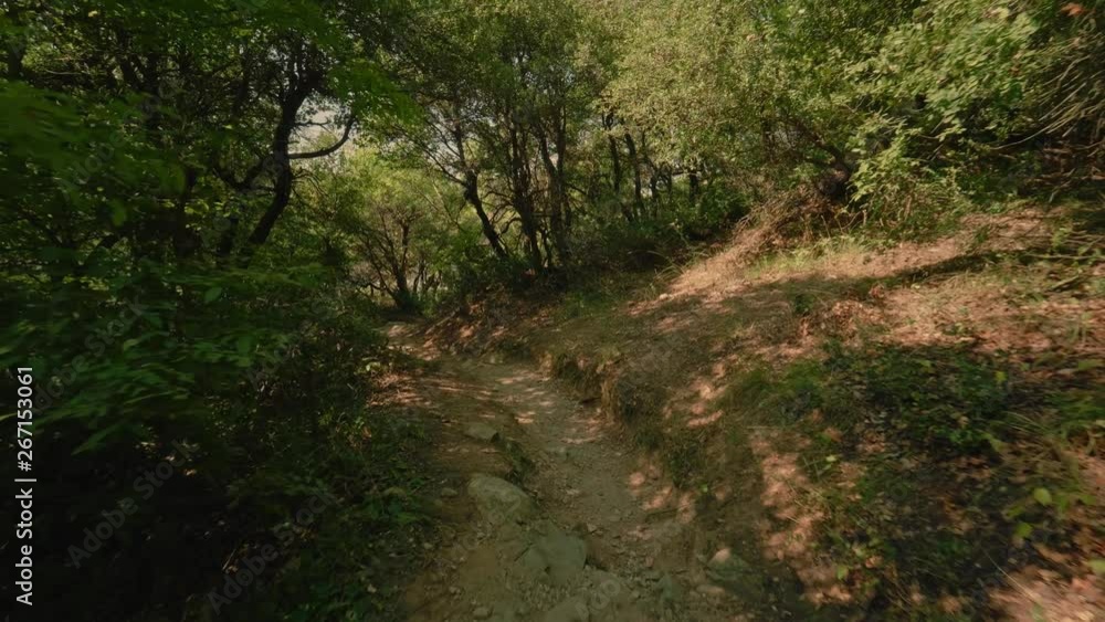 POV shot somebody walking in summer forest park on path enjoying beautiful nature landscape POV shot somebody walking in summer forest park on path enjoying beautiful nature landscape
