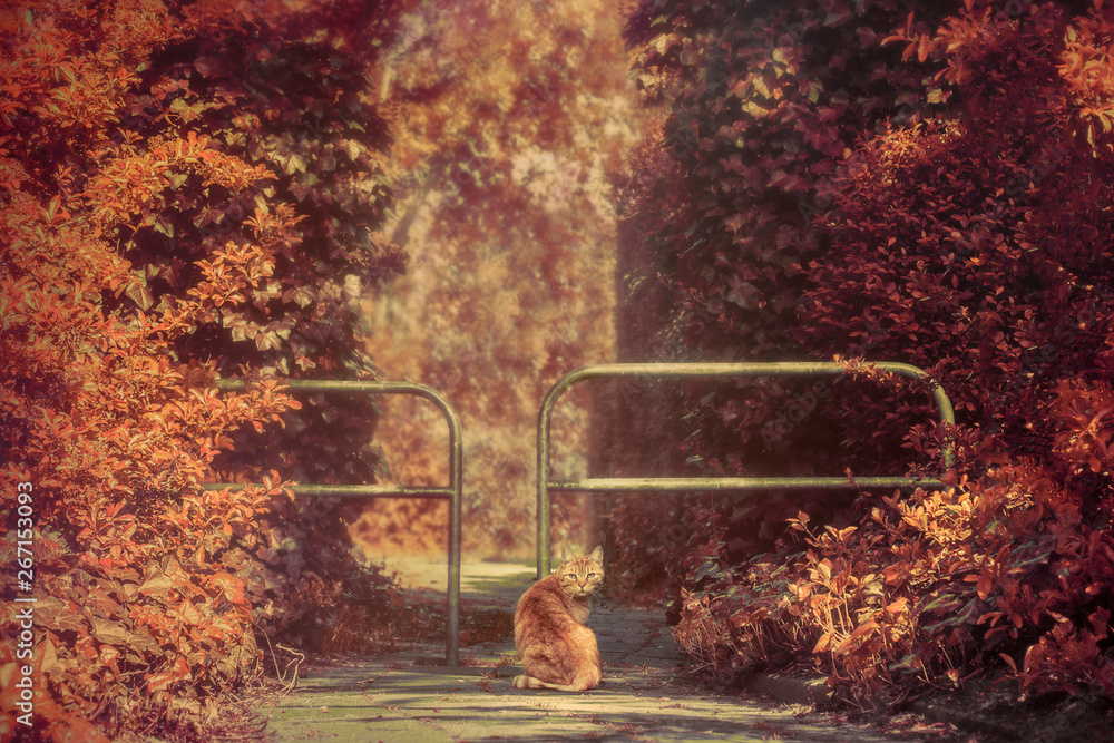 Obraz premium autumn in the forest
