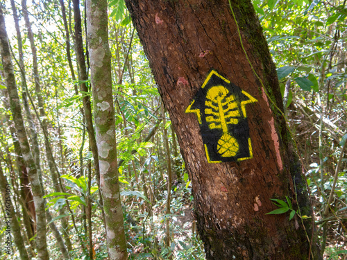 Trail marks in Transmantiqueira long trail hike - mantiqueira range Brazil photo