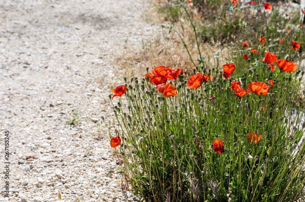 Flowering red corn poppy growing beside a gravel road in summer in the countryside of France. Flowering red corn poppy growing beside a gravel road in summer in the countryside of France.