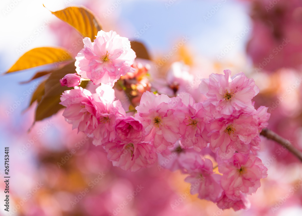 Obraz premium Kwanzan Cherry Blossums in Spring bloom
