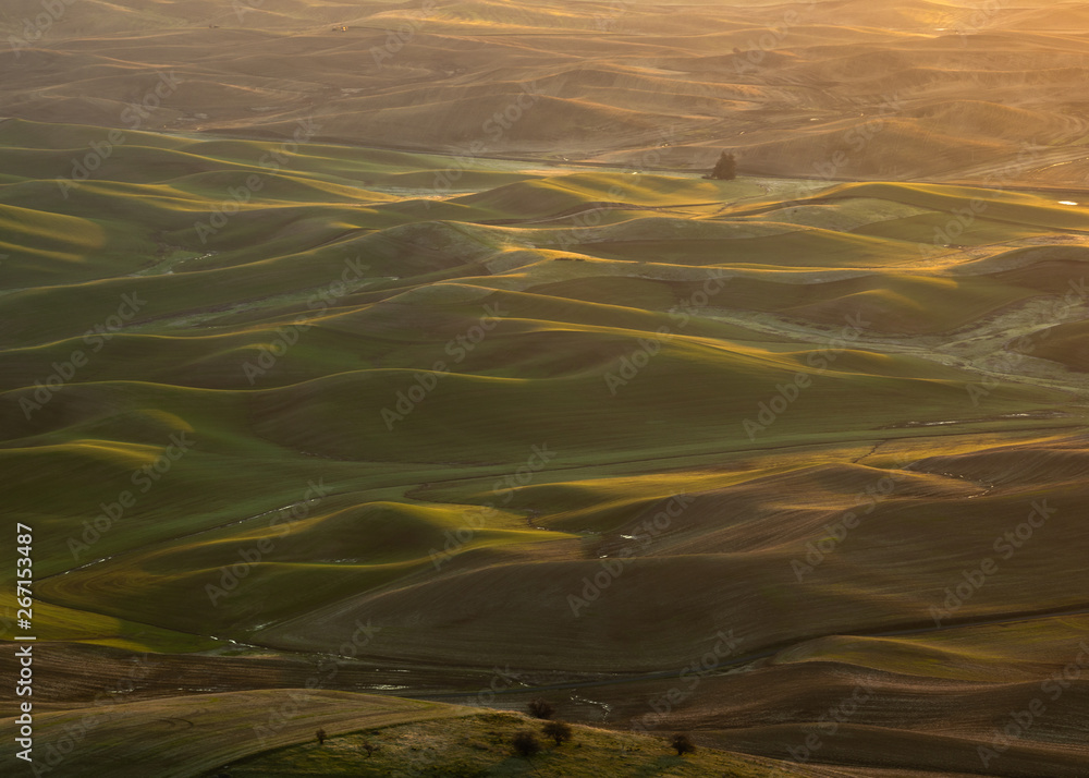 Fototapeta The hills of the Palouse in Washington are bathed in morning light