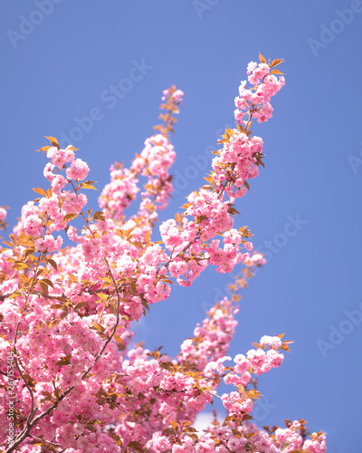 Branches of a Kwanzan Cherry Tree covered in Spring blossums