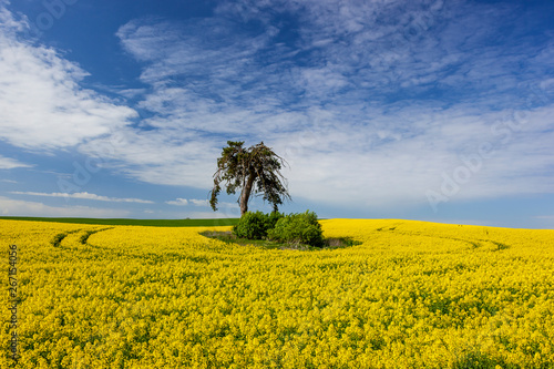 Rzepak - polski krajobraz wiosenny © Grzej