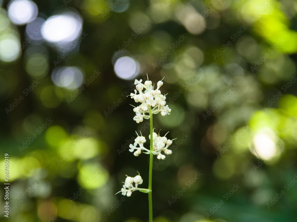 white flower in the garden