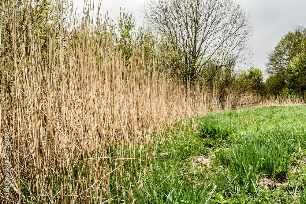 Dry reed and green grass. Reeds of grass. Green meadow with blooming high grass. Grass background. Rural scenery Dry reed and green grass. Reeds of grass. Green meadow with blooming high grass. Grass background. Rural scenery