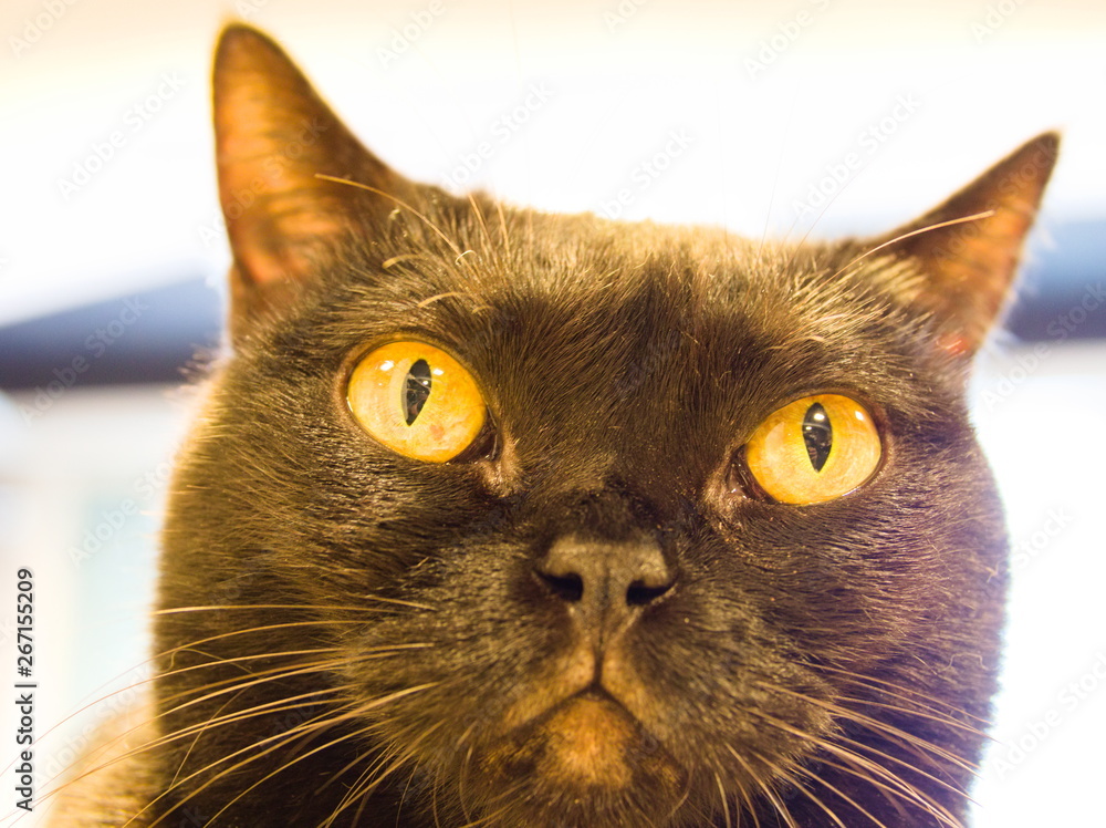 portrait of a cat