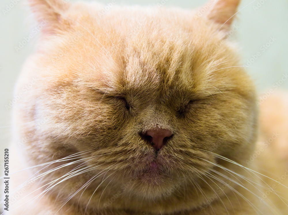portrait of a cat