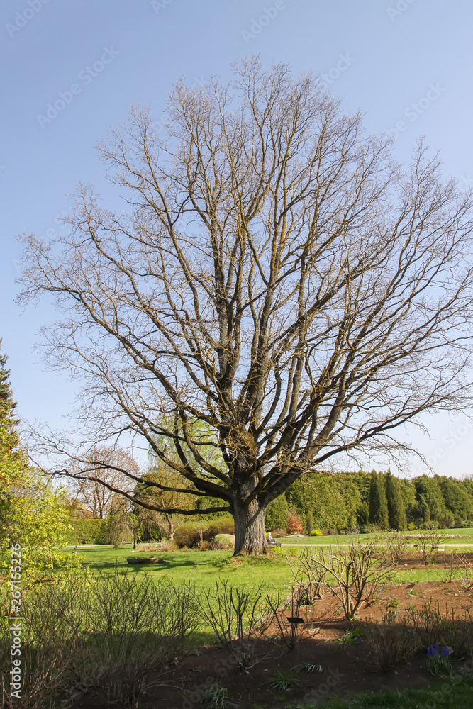 Spring landscape in botanical garden. Large tree Spring landscape in botanical garden. Large tree