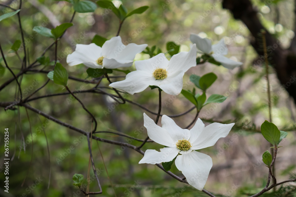 Obraz premium Dogwood blossoms, close-up