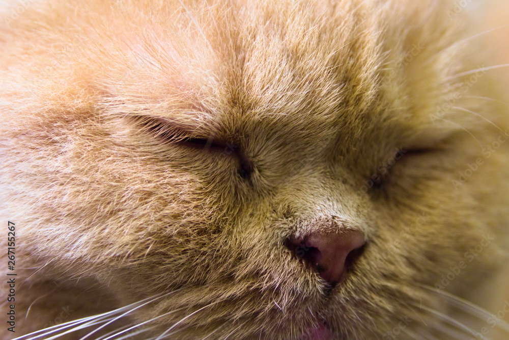 sleeping cat