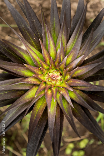 tropical abstract background based on a large growing flower photo