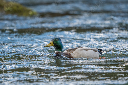 mallard duck drake male swimming upstream