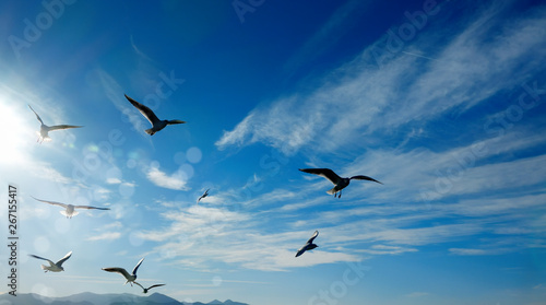 Close up flock of seagulls flying over blue sunny sky © jokerpro