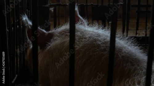 Meat breed of pigs. Pig on dirty farm. Concept of growing organic food