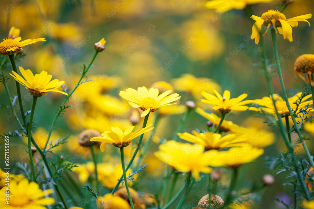 Obraz premium A lot of yellow flowers in early spring