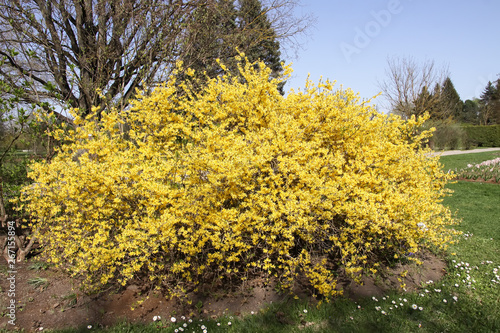 Murais de parede Blooming forsythia spring yellow beautiful bright flowers