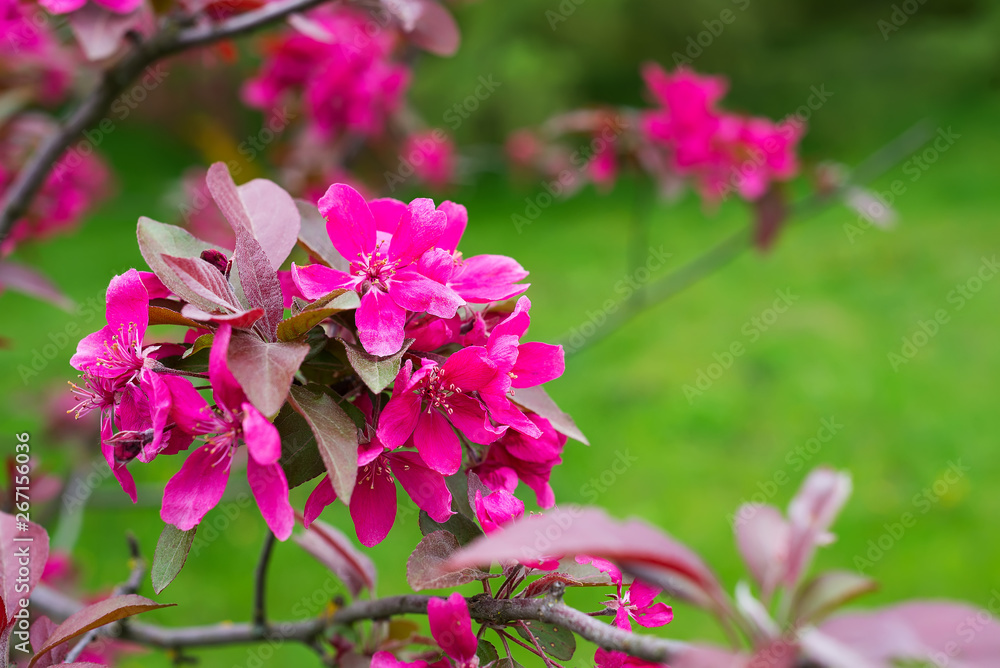 Naklejka premium Beautiful spring blooming apple tree, pink flowers against green background.