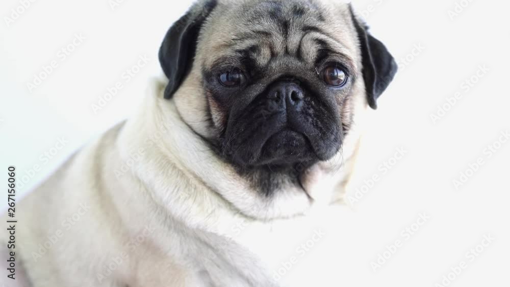 Funny Pug Puppy on white background. portrait of a cute pug dog with big sad eyes and a questioning look on a white background, Beige pug with huge eyes on a white background Funny Pug Puppy on white background. portrait of a cute pug dog with big sad eyes and a questioning look on a white background, Beige pug with huge eyes on a white background