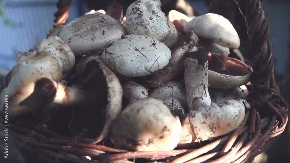 Rotate a bunch of Bolete mushroom. Edible mushrooms. Cep. Porcini Mushrooms Rotate a bunch of Bolete mushroom. Edible mushrooms. Cep. Porcini Mushrooms