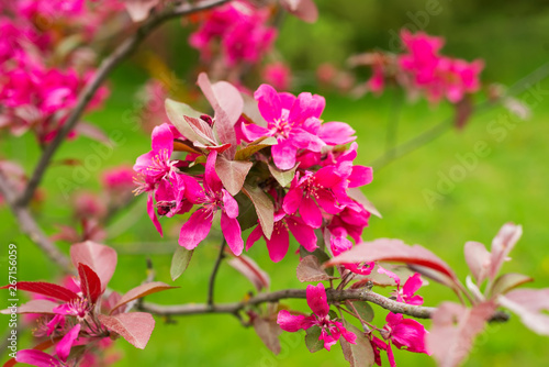 Wallpaper Mural Beautiful spring blooming apple tree, pink flowers against green background. Torontodigital.ca