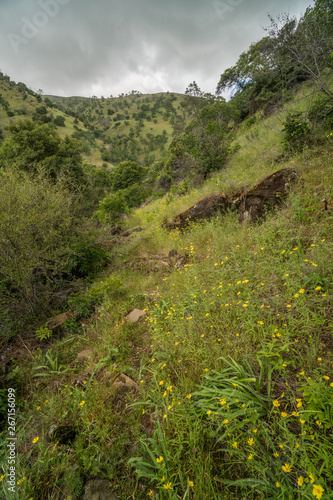 wild flowers growing on Putah Creek canyon walls in Solano County, California photo