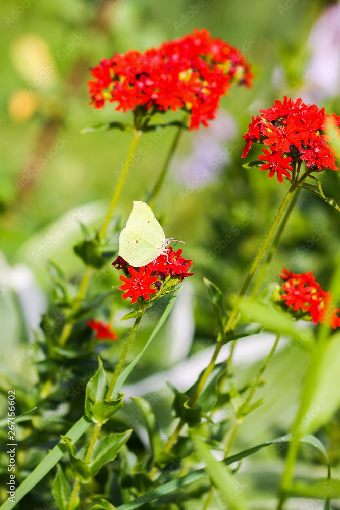 Butterfly Limonite, common brimstone, Gonepteryx rhamni on the Lychnis chalcedonica blooming plant outdoors Butterfly Limonite, common brimstone, Gonepteryx rhamni on the Lychnis chalcedonica blooming plant outdoors