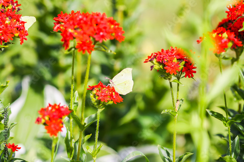 Butterfly Limonite, common brimstone, Gonepteryx rhamni on the Lychnis chalcedonica blooming plant outdoors