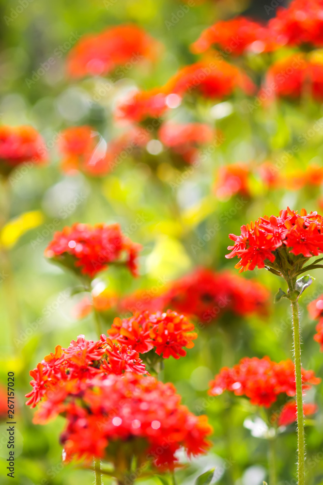 Red flowers of Lychnis chalcedonica. Maltese Cross plant in the summer garden Red flowers of Lychnis chalcedonica. Maltese Cross plant in the summer garden