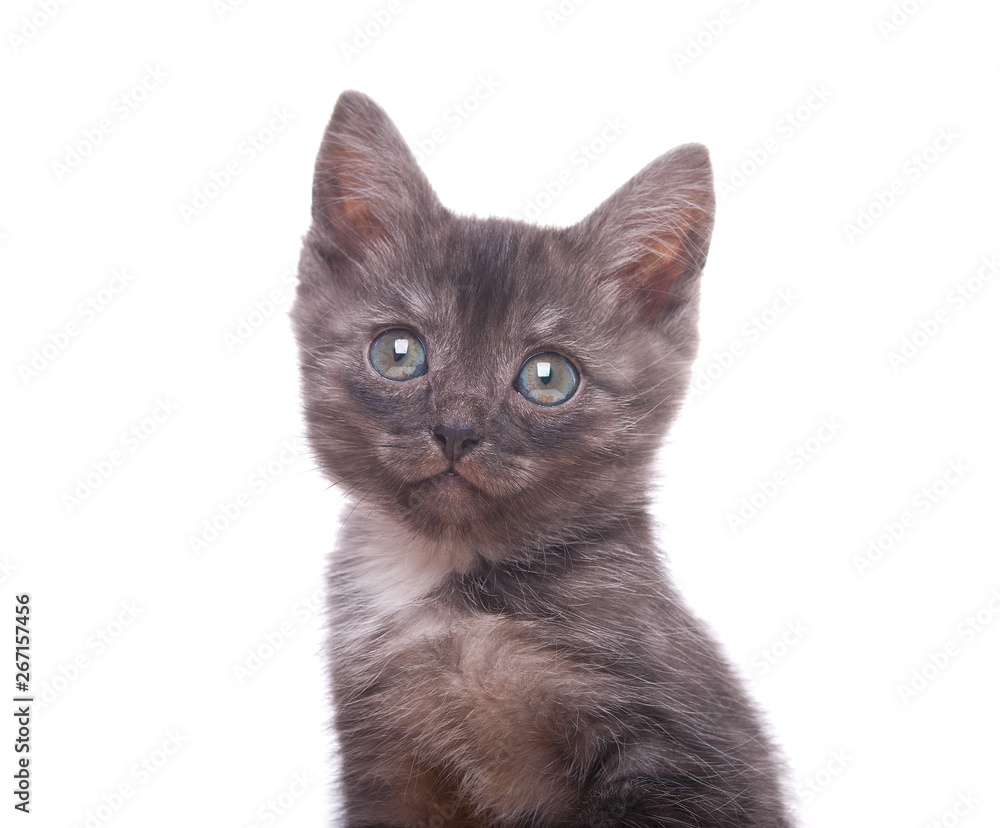 Gray kitten on an isolated background