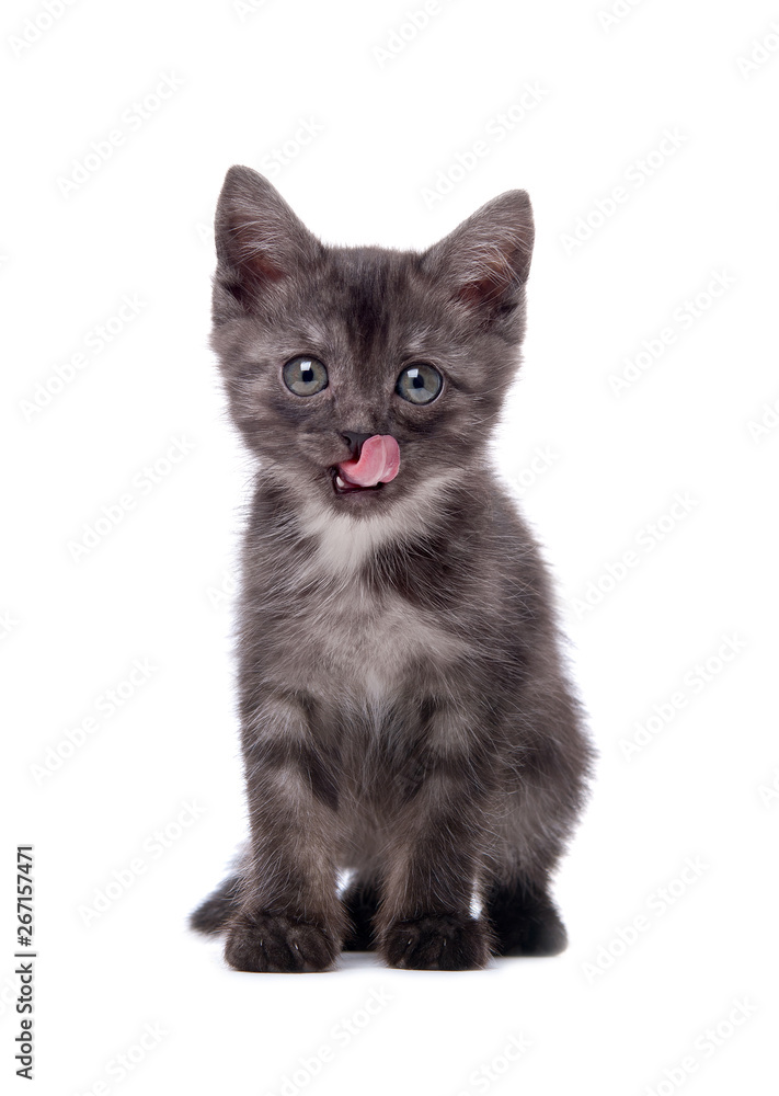 Gray kitten on an isolated background