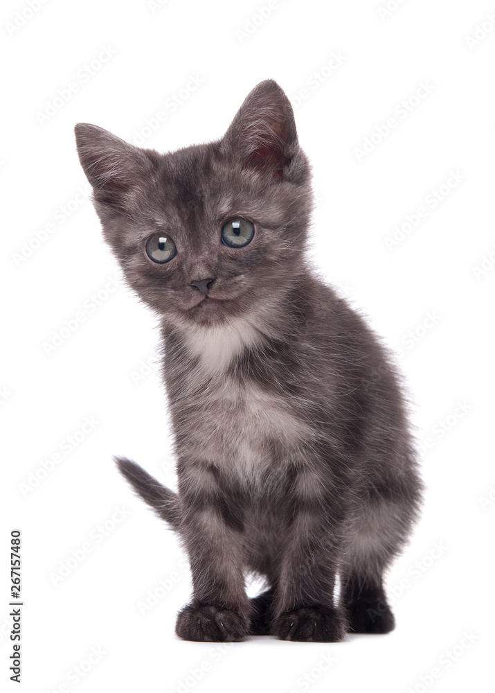 Gray kitten on an isolated background