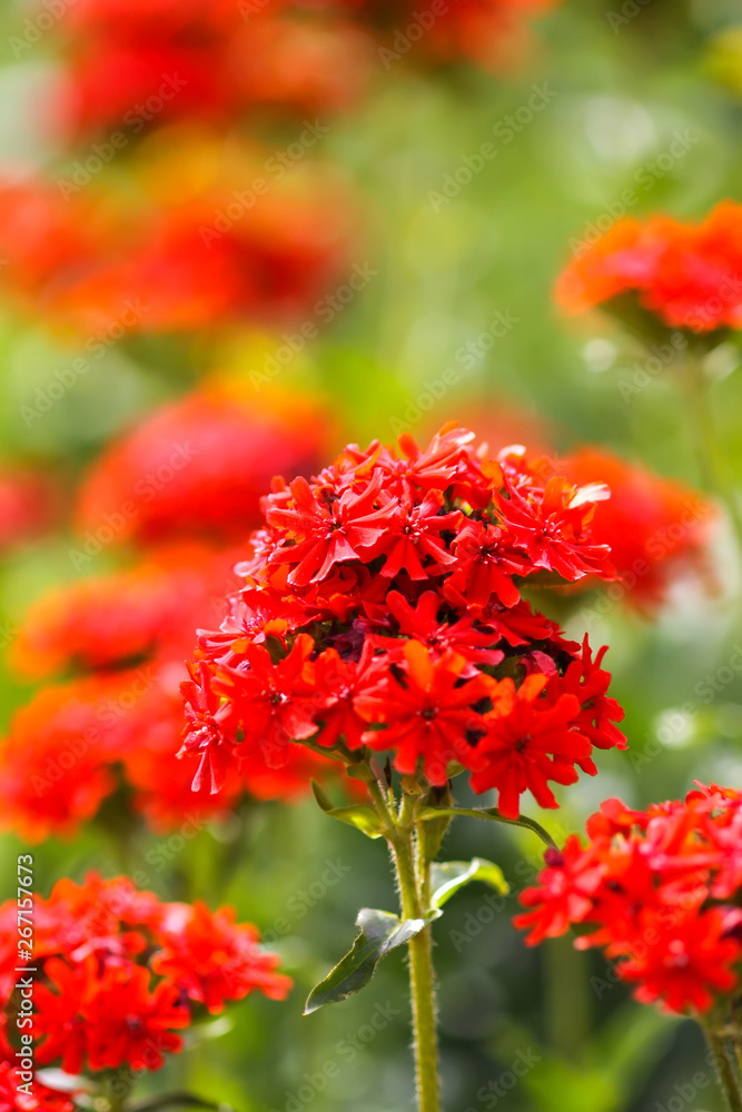 Red flowers of Lychnis chalcedonica. Maltese Cross plant in the summer garden Red flowers of Lychnis chalcedonica. Maltese Cross plant in the summer garden