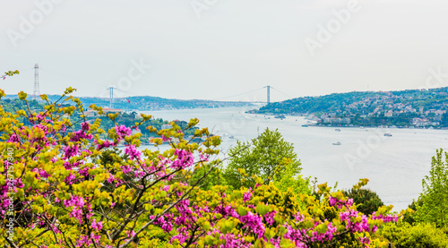 Judas trees (Turkish: Erguvan) in Istanbul. Beautiful spring view of the Istanbul Bosphorus. Turkey..